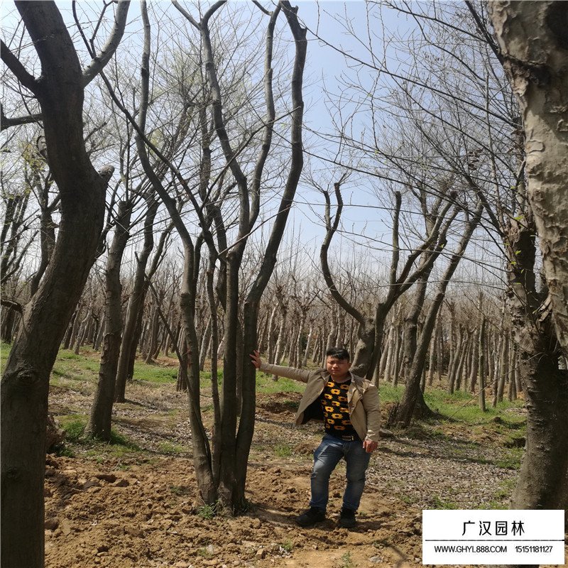 叢生樸樹價格是怎么計算的(圖4)