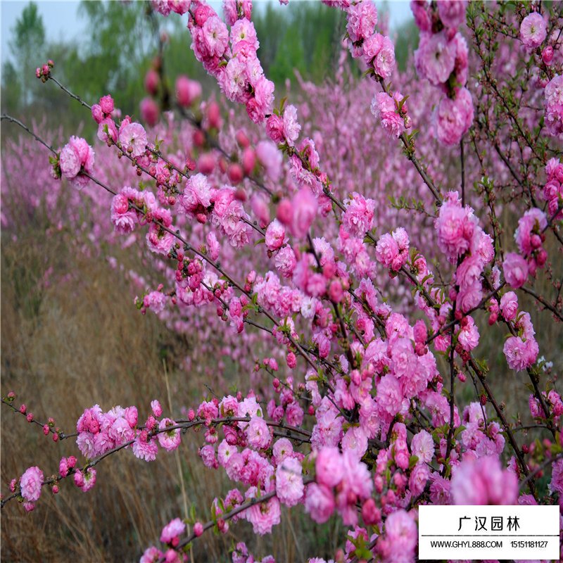 叢生榆葉梅小苗的價格(圖2)