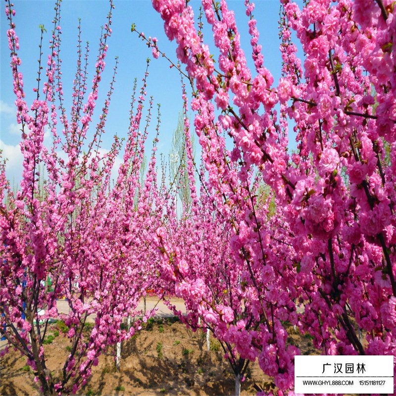 叢生榆葉梅小苗的價格(圖4)