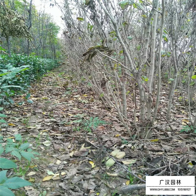 叢生紫荊什么時間種植最好(圖2)