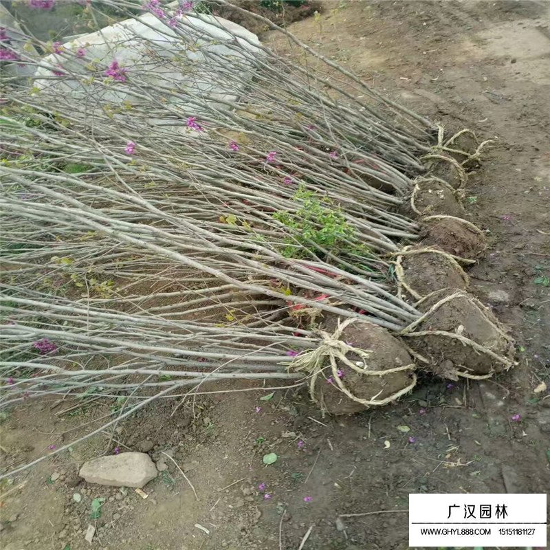 叢生紫荊什么時間種植最好(圖4)