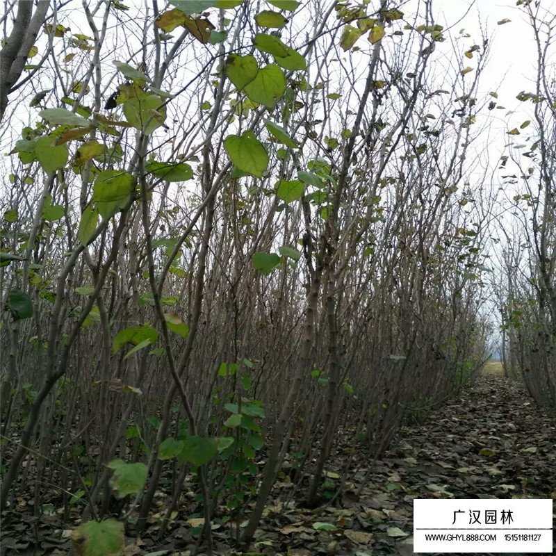 叢生紫荊什么時間種植最好(圖5)