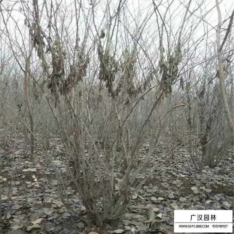 叢生紫荊什么時間種植最好(圖6)