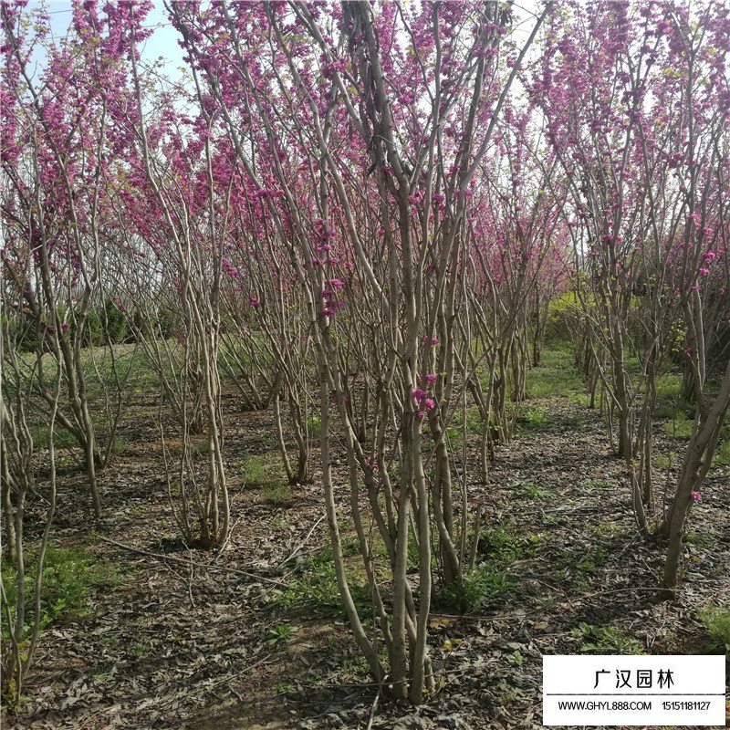 叢生紫荊什么時間種植最好(圖8)
