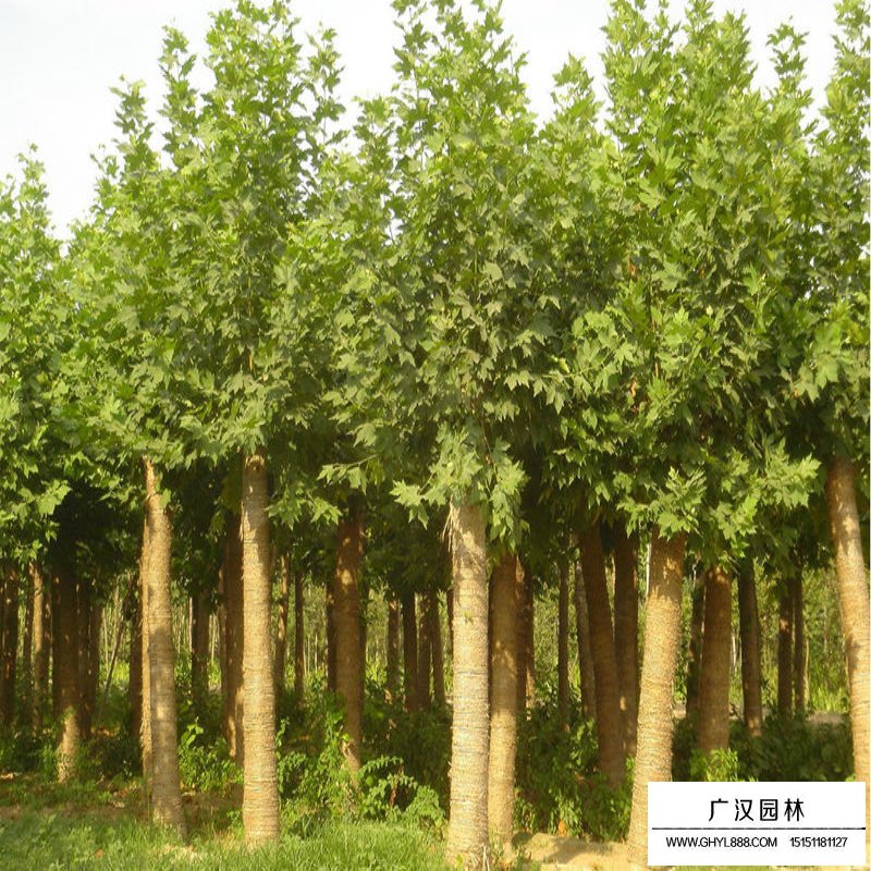 法國梧桐的最新價格(圖3)