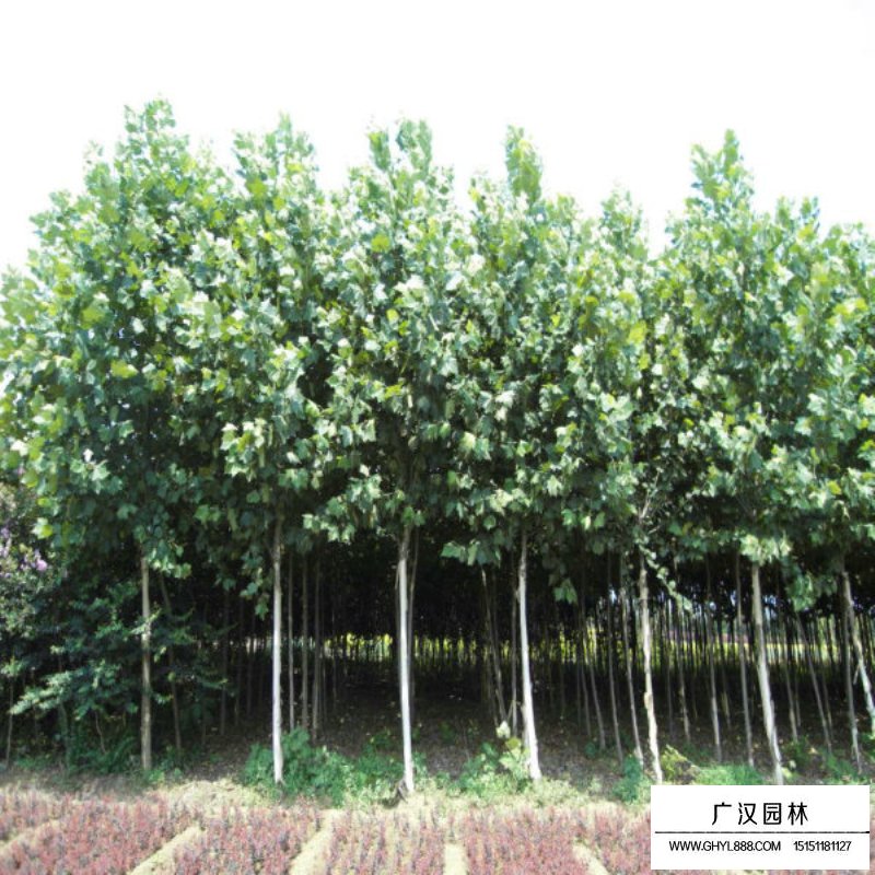 法國梧桐的最新價格(圖5)