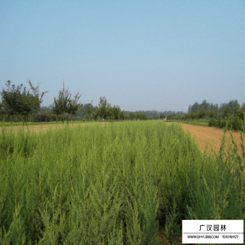 北京檜繁殖方法(圖4)