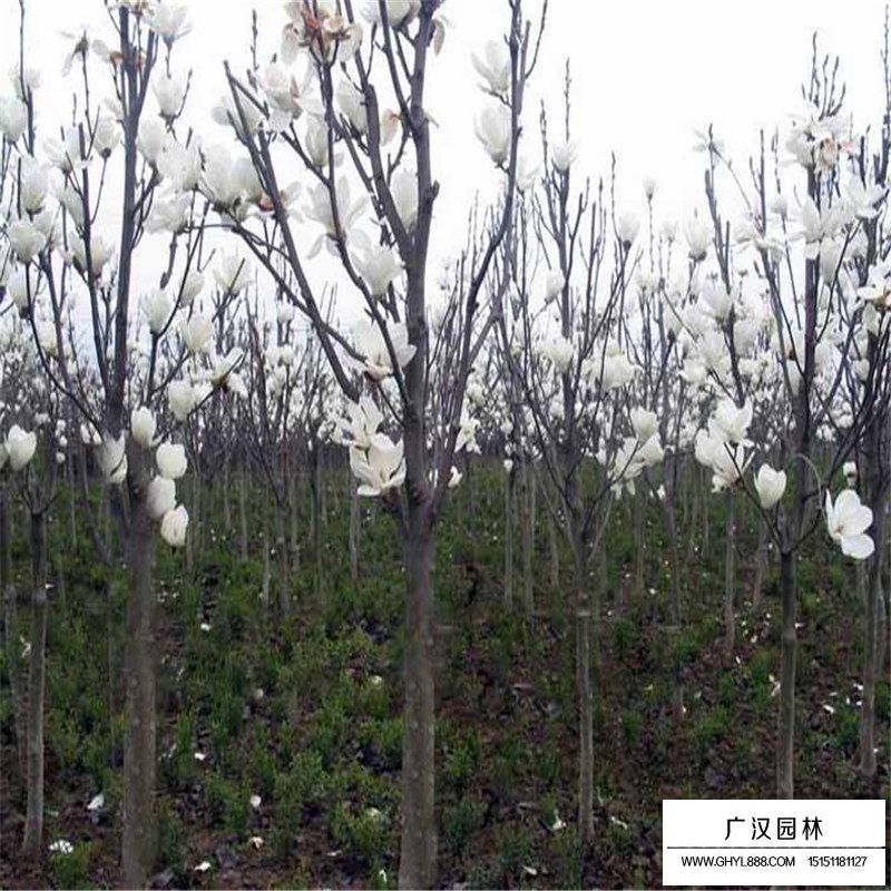 白玉蘭的觀賞價值(圖1)