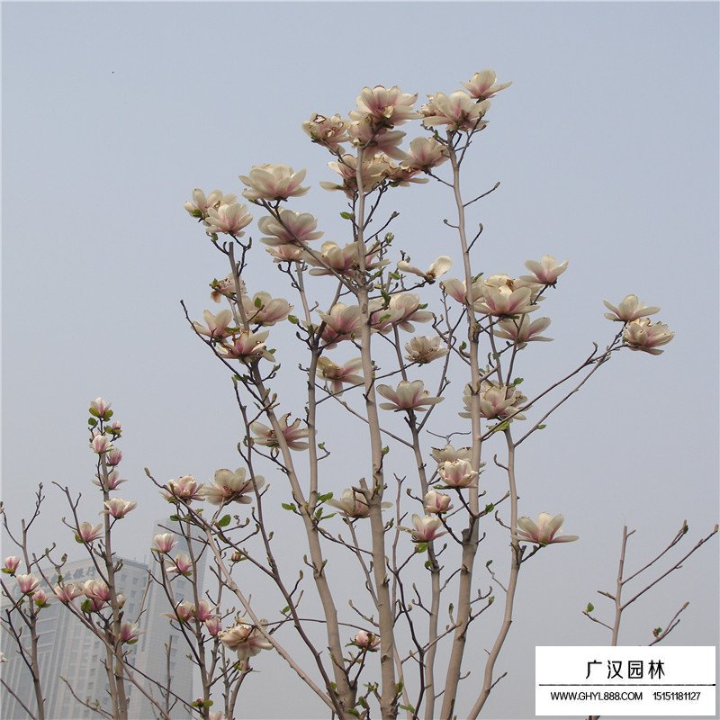白玉蘭的觀賞價值(圖5)