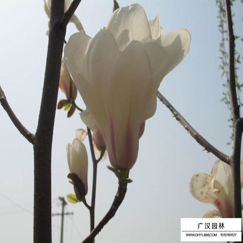 白玉蘭的觀賞價值(圖7)