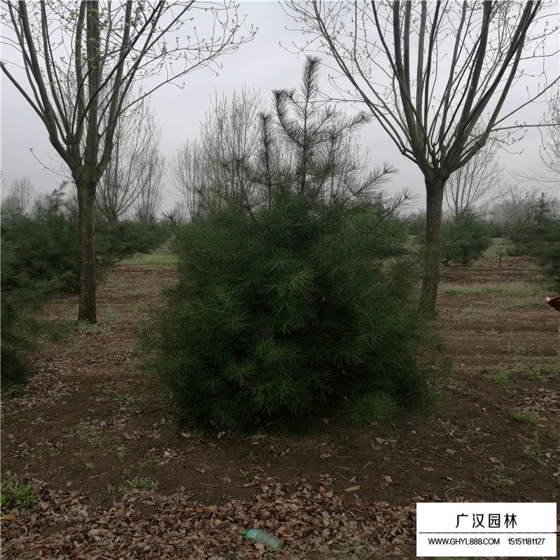 白皮松的特點有哪些？(圖4)