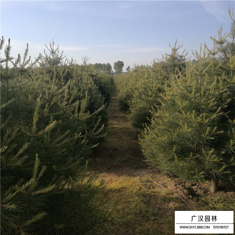 白皮松的特點有哪些？(圖7)