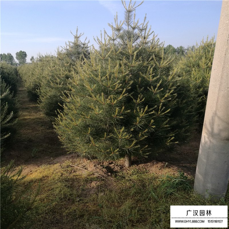 白皮松的特點有哪些？(圖8)