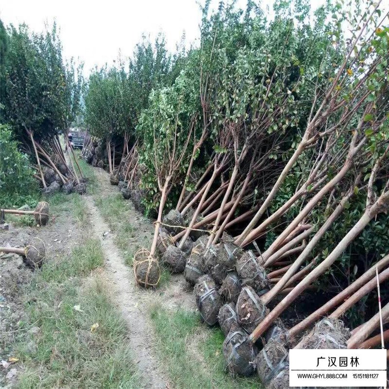 百日紅栽培種植管理技術(圖2)