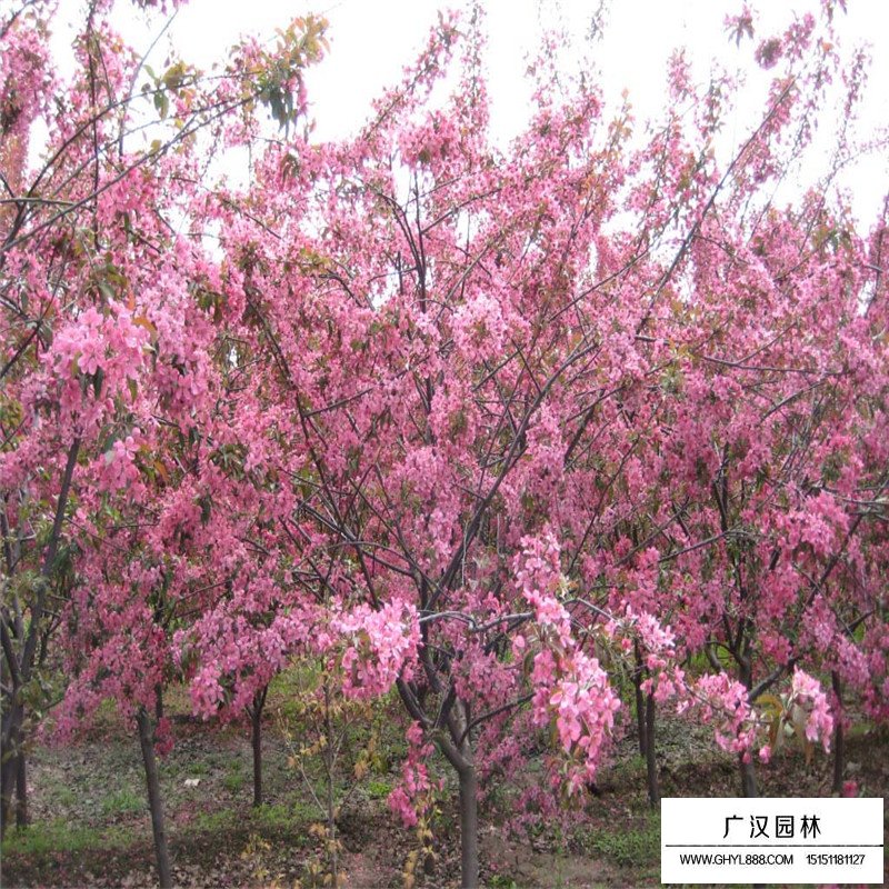 北美海棠怎么樣辨別？(圖3)