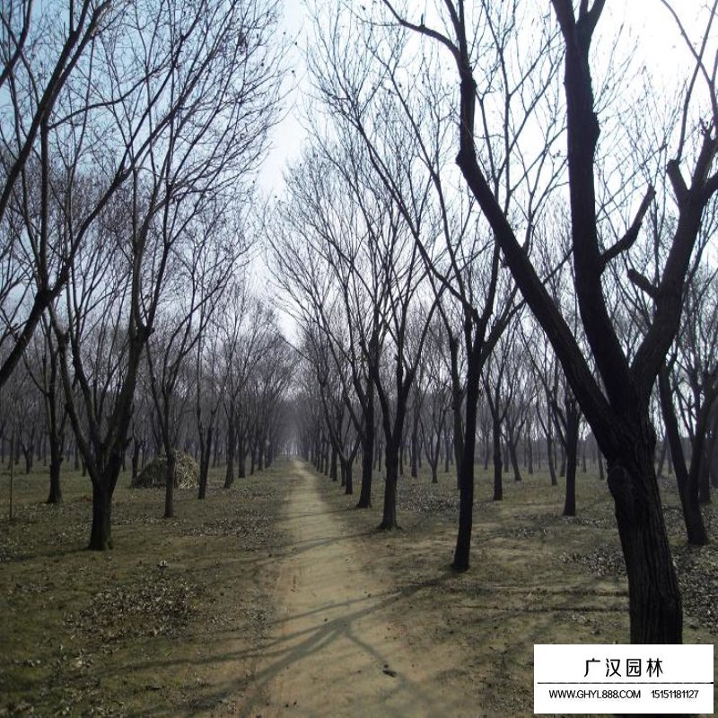 板栗樹的產地與分布(圖10)