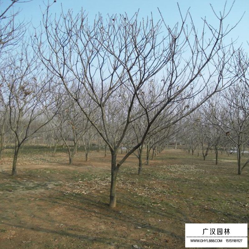 板栗樹的產地與分布(圖11)