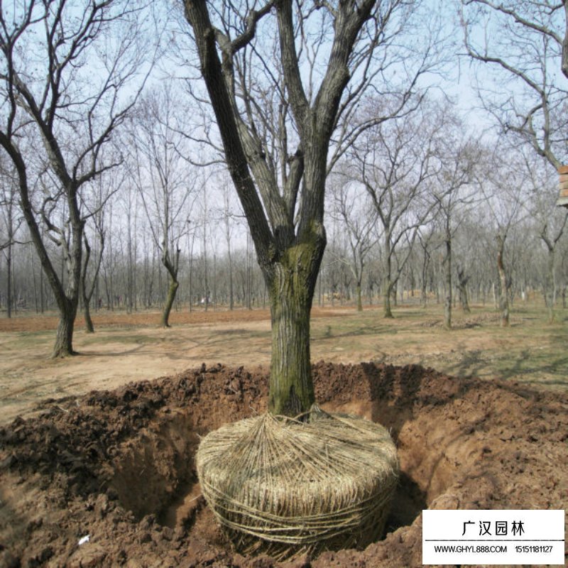板栗樹的產地與分布(圖3)
