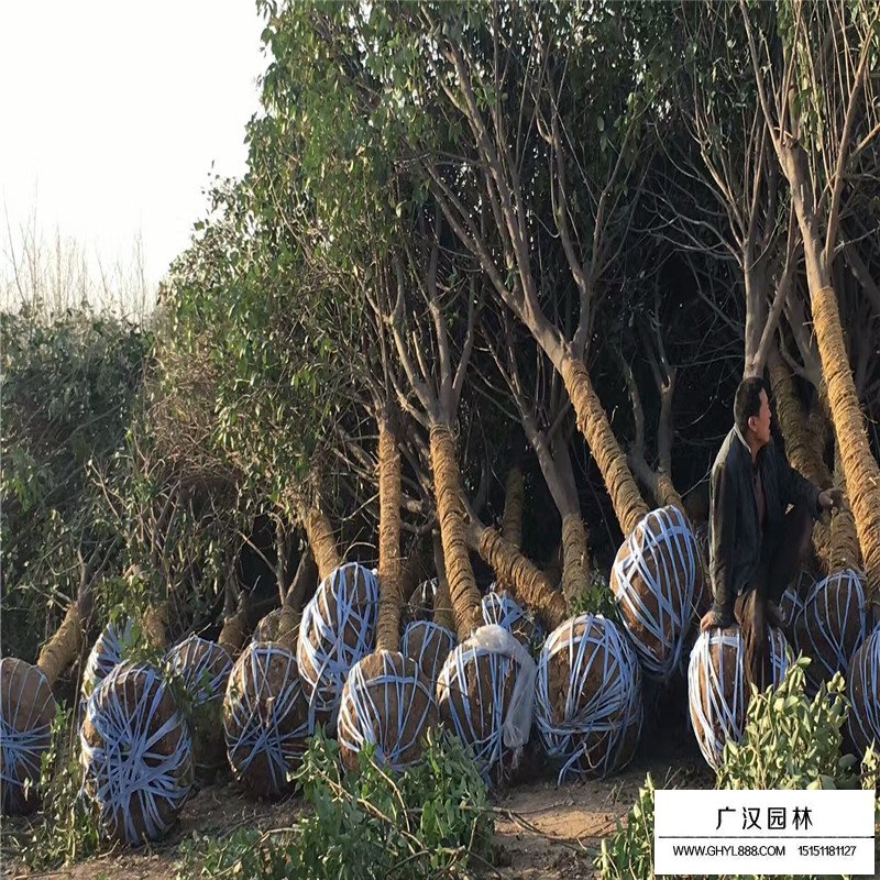 5公分的大葉女貞什么價格(圖4)