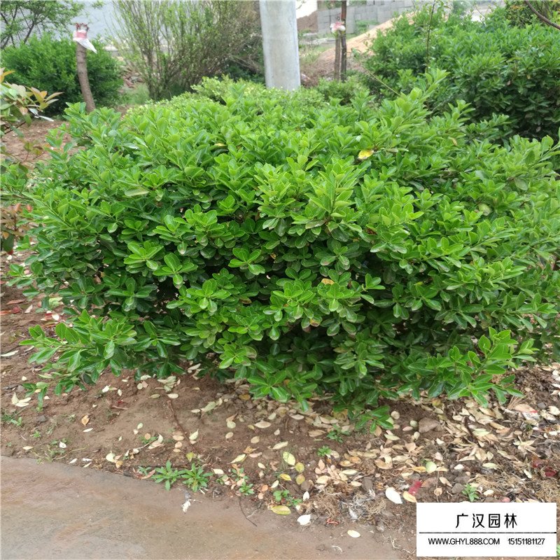 便宜的冬青球哪里有賣(圖5)