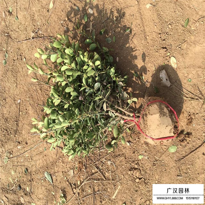 便宜的冬青球哪里有賣(圖8)