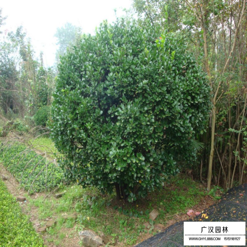 不同規格的大葉黃楊球價格表(圖2)