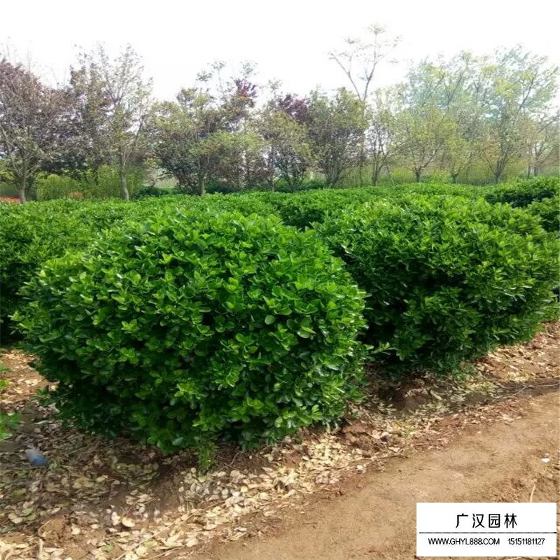 不同規格的大葉黃楊球價格表(圖3)
