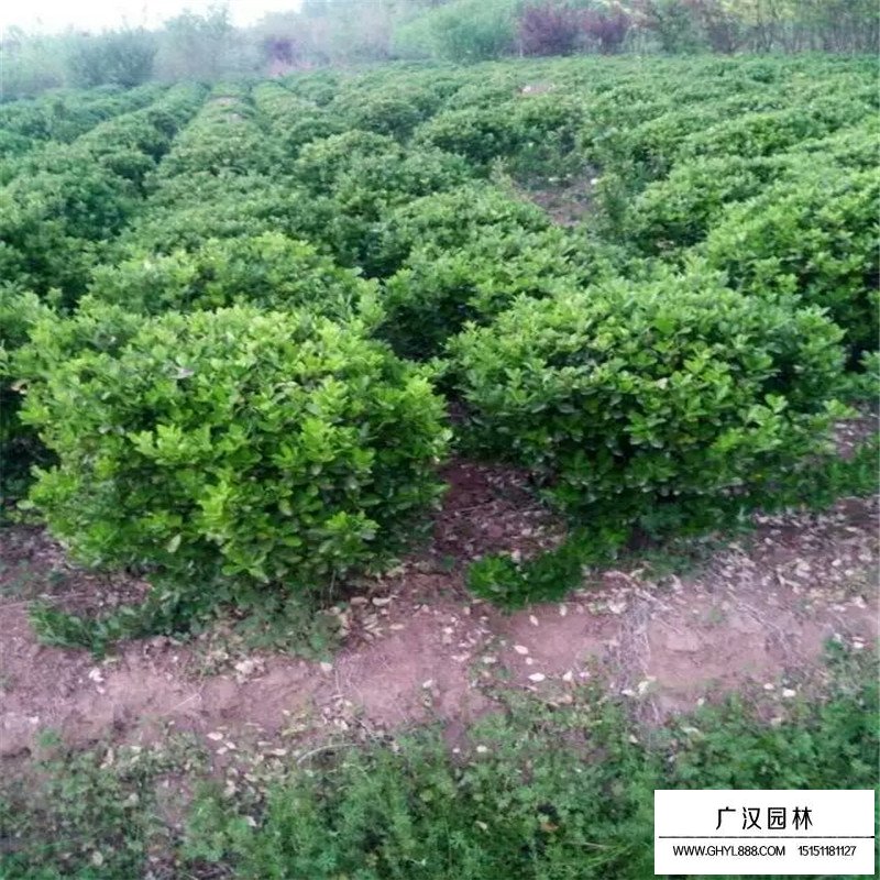 不同規格的大葉黃楊球價格表(圖4)