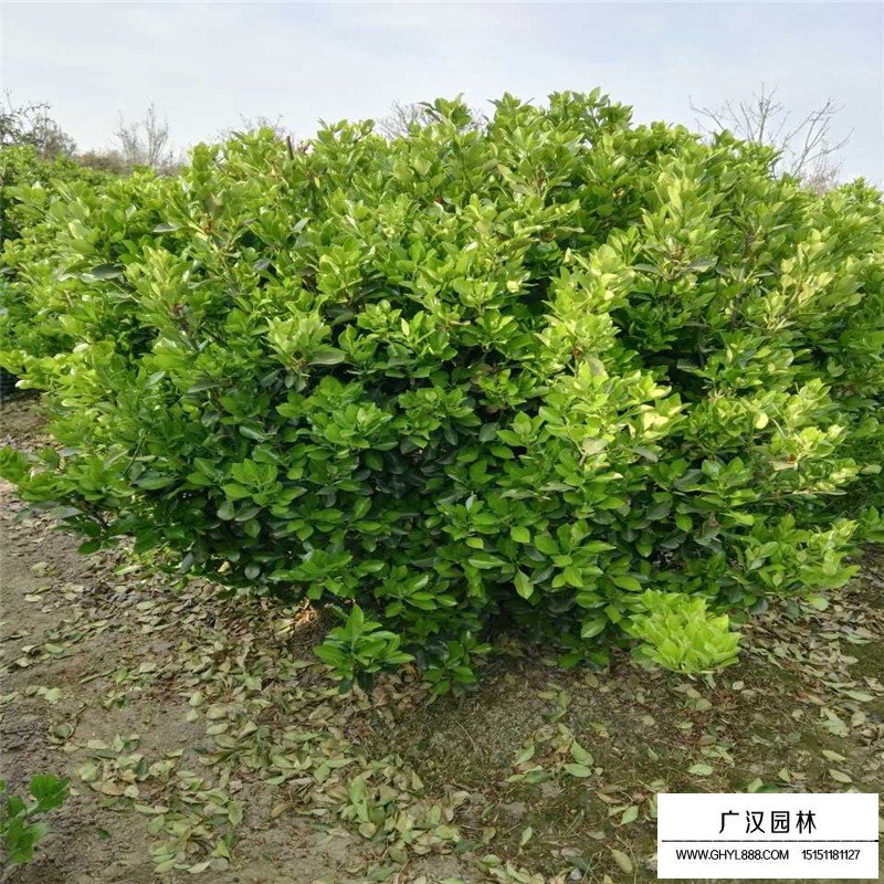 不同規格的大葉黃楊球價格表(圖5)