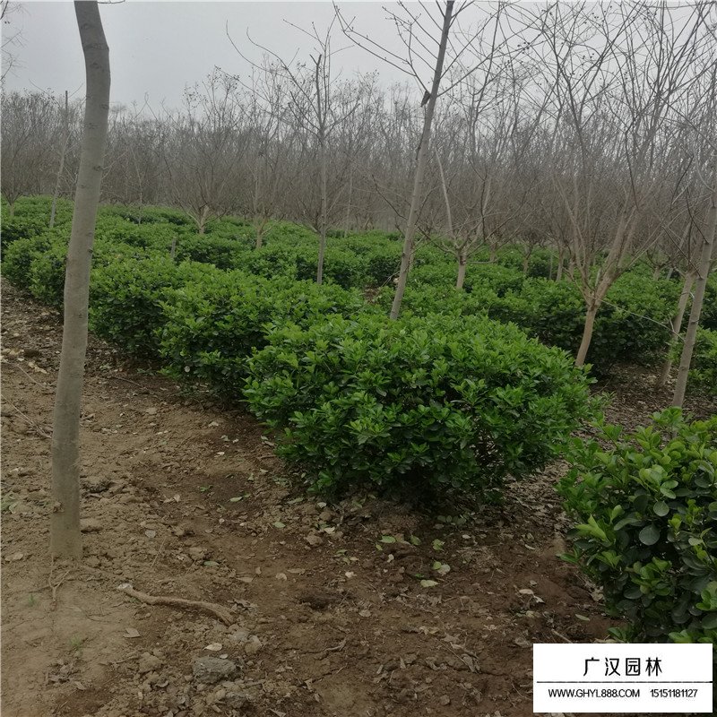 不同規格的大葉黃楊球價格表(圖6)