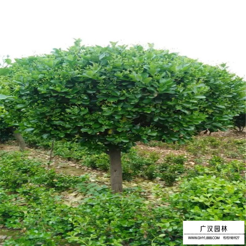 不同規格的大葉黃楊球價格表(圖7)