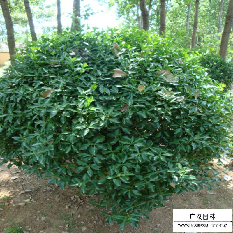 不同規格的大葉黃楊球價格表(圖9)