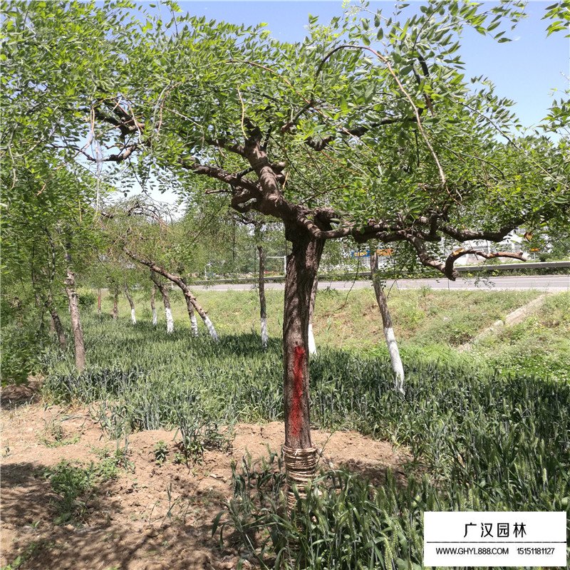 垂槐和龍爪槐有什么區別(圖3)