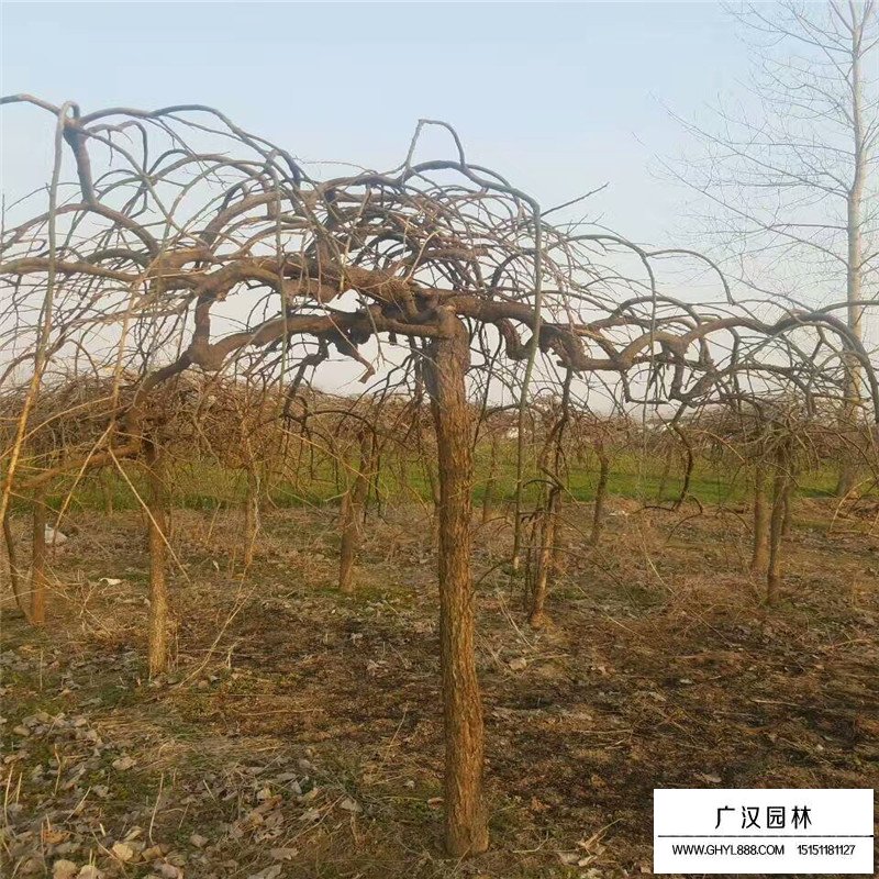 垂槐和龍爪槐有什么區別(圖6)