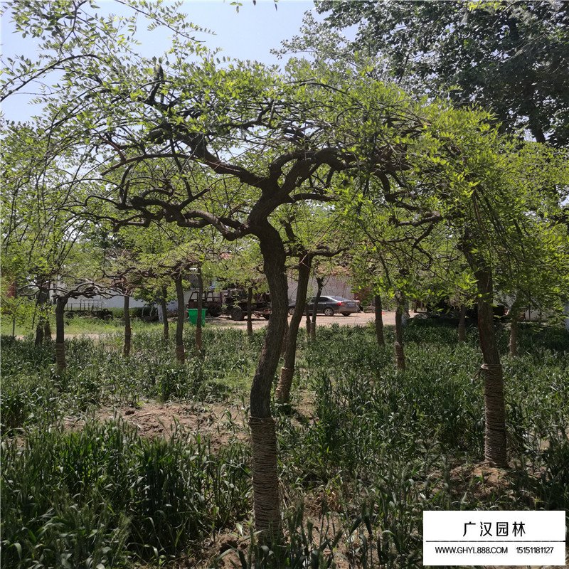 垂槐和龍爪槐有什么區別(圖7)