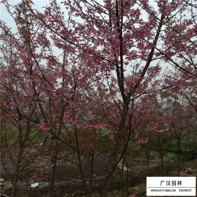 冬櫻花苗哪里有賣(圖3)