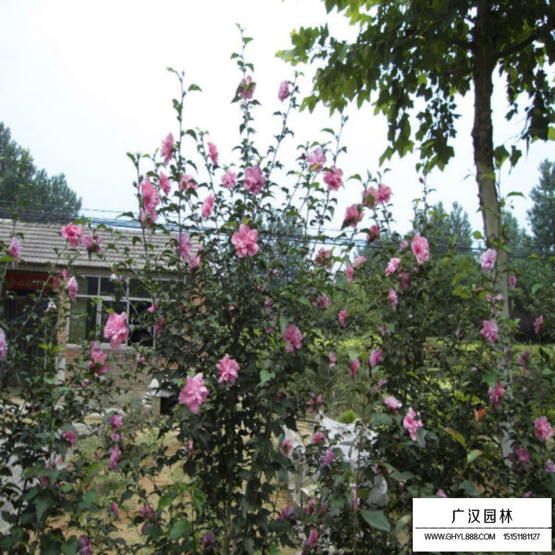 叢生木槿開花圖片及園林用途(圖2)