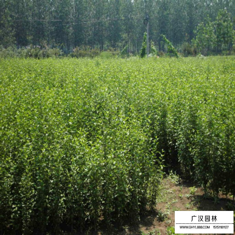 叢生木槿價格多少錢一棵(圖2)