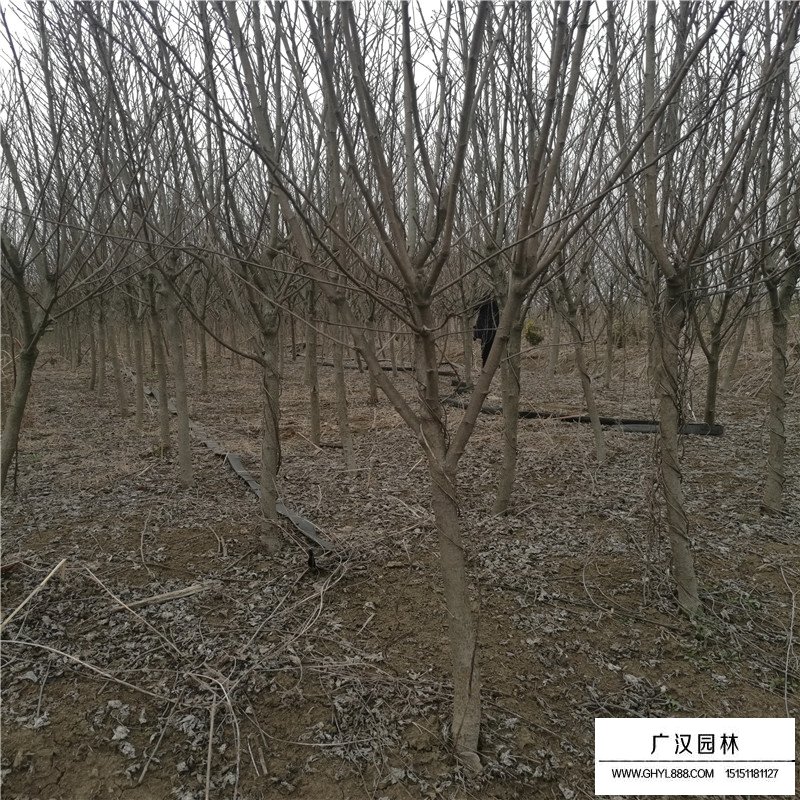 3-4-5公分獨桿木槿價格(圖4)