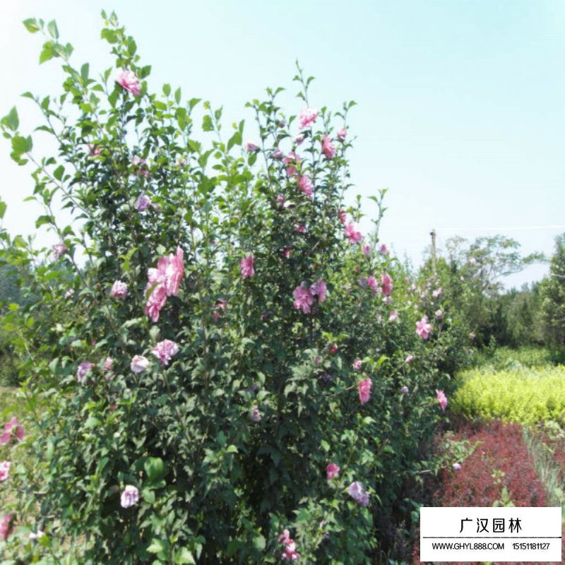 3-4-5公分獨桿木槿價格(圖5)