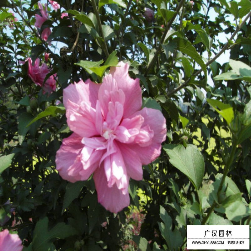 3-4-5公分獨桿木槿價格(圖6)