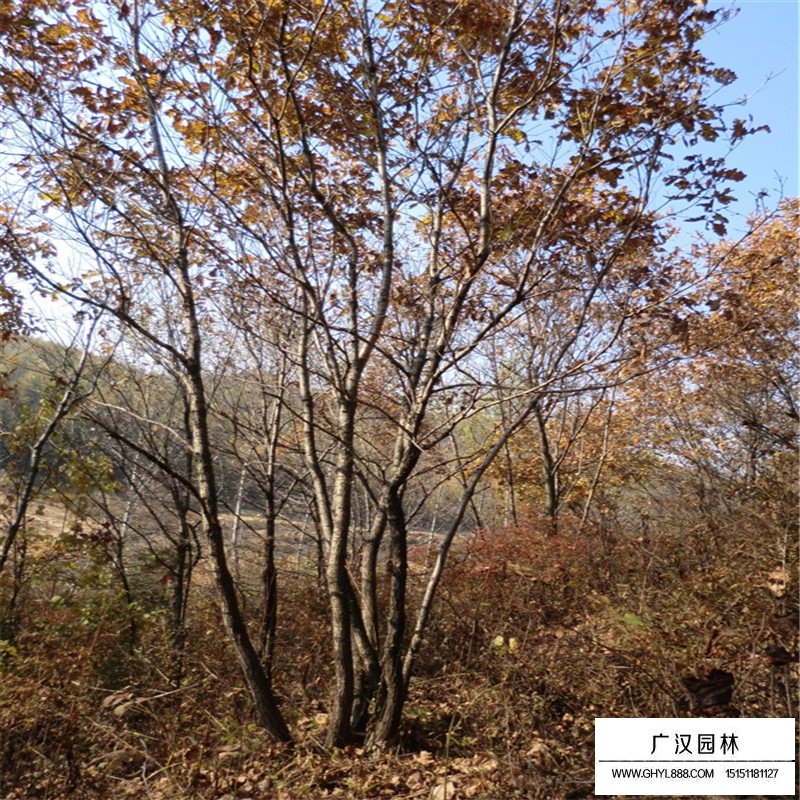 叢生五角楓種植基地(圖3)