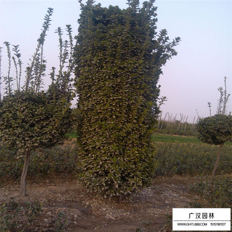 大葉黃楊柱造型價格(圖1)