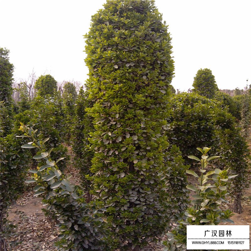 大葉黃楊柱造型價格(圖2)