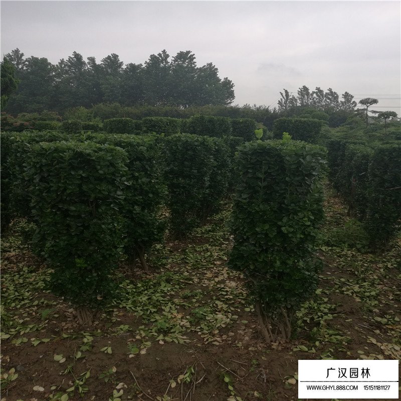 大葉黃楊柱造型價格(圖3)