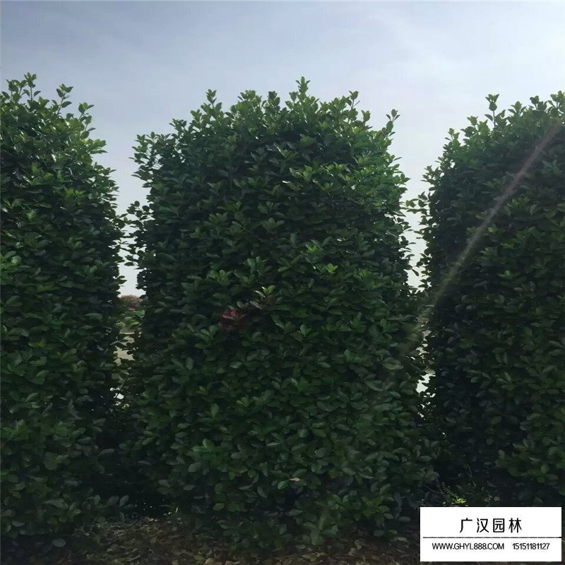 大葉黃楊柱造型價格(圖4)