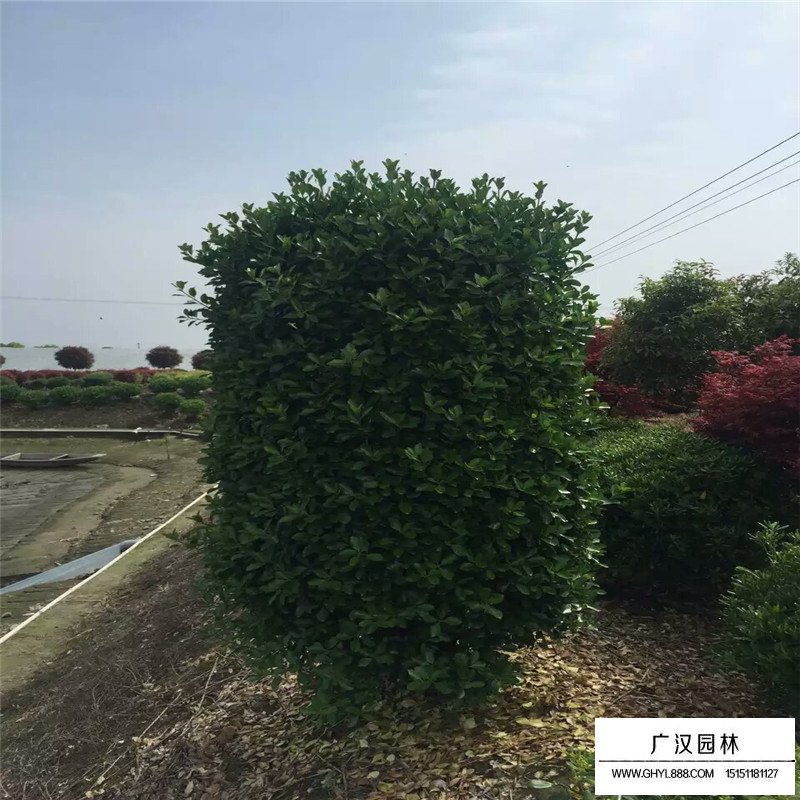 大葉黃楊柱造型價格(圖5)