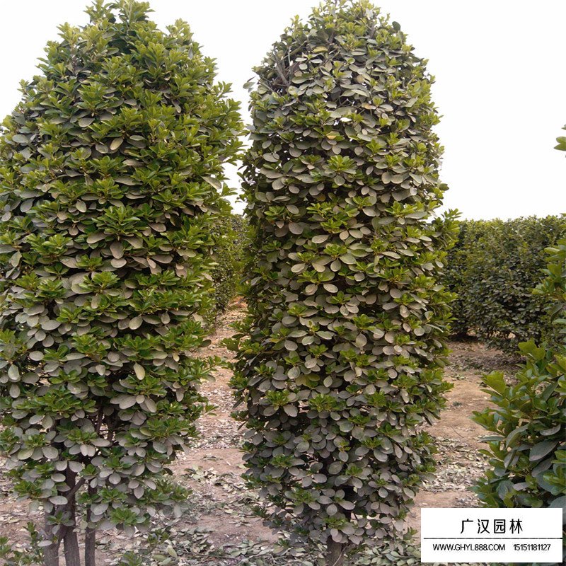 大葉黃楊柱造型價格(圖6)