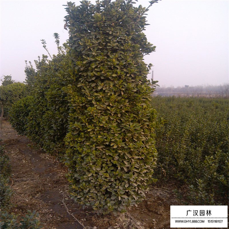大葉黃楊柱造型價格(圖7)