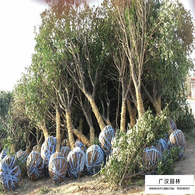  大葉女貞是常綠喬木還是落葉喬木(圖4)